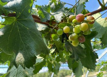 Говьд ургасан усан үзэм