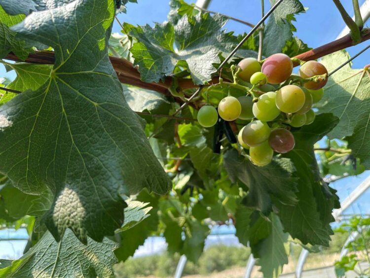 Говьд ургасан усан үзэм