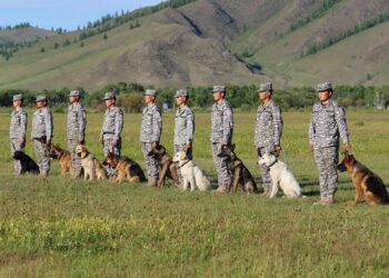 АВРАГЧ НОХОЙ ХӨТЛӨГЧДИЙГ БЭЛТГЭХ СУРГАЛТ БОЛЛОО